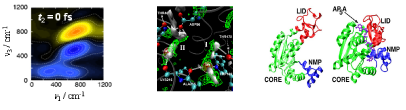 左: 平衡・非平衡分子動力学法による水の二次元赤外スペクトル。中: MC-MOZ法により計算したバクテリオロドプシン内部の水の分布と実験の比較。右: リガンドの結合による蛋白質の大きな構造変化によりリガンドの反応速度が決められている例。無撞着ポテンシャルの方法により、反応速度の合理的な計算が可能。
